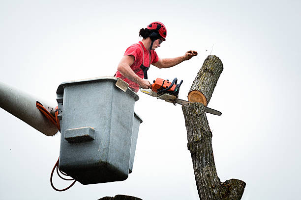 Best Tree Preservation Services  in Ansonia, CT