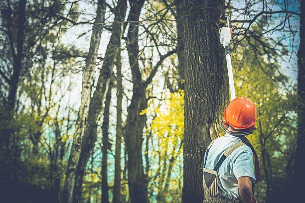 How Our Tree Care Process Works  in  Ansonia, CT